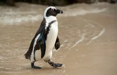African Penguin Facts for Kids - Fun Facts & Information • Kids Animals  Facts