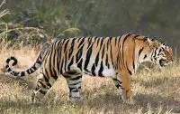 bengal tiger facts for kids