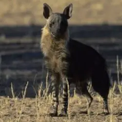 brown hyena facts for kids
