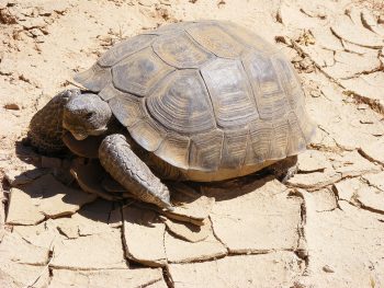 Desert Tortoise Facts