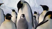 emperor penguin facts