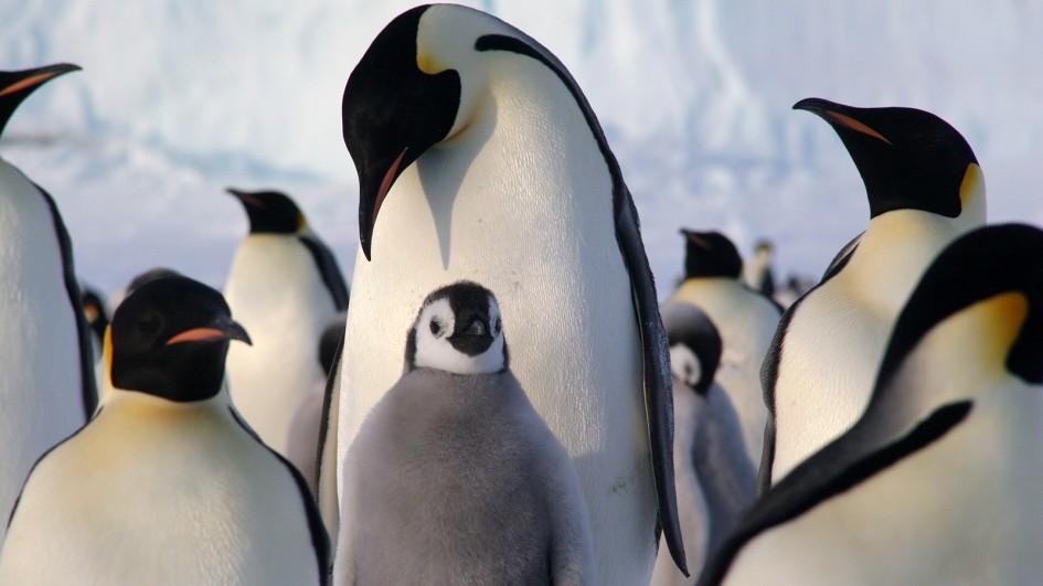 emperor-penguin-facts-for-kids-fun-facts-and-information-kids