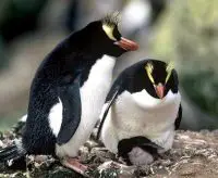 Fiordland penguin facts