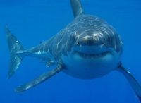 great white shark facts for kids