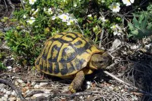 Hermann tortoise