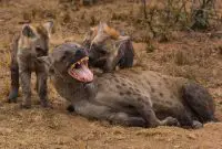 hyena facts for kids