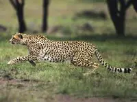 Northwest African Cheetah facts for kids