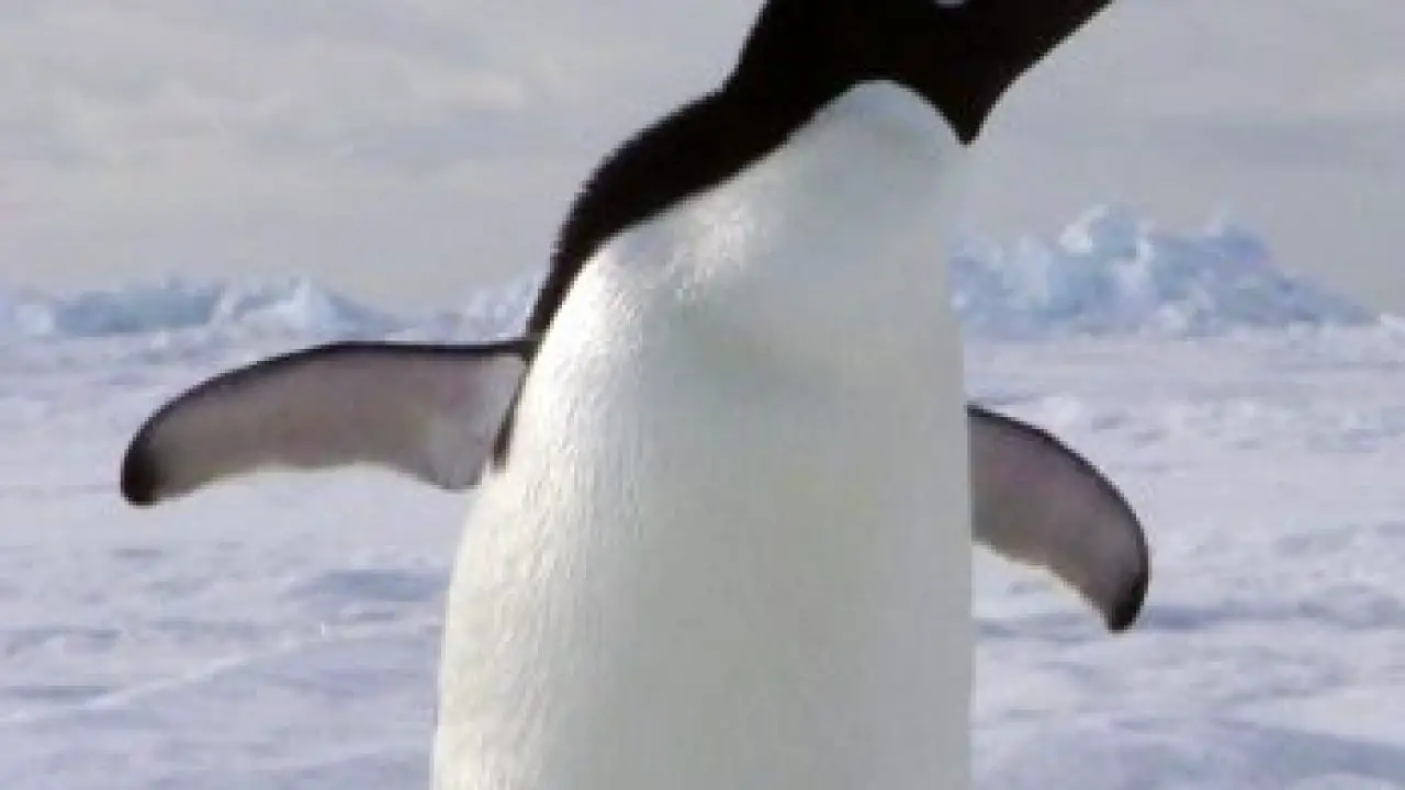 Adelie Penguin Facts For Kids Kidsanimalsfacts Com