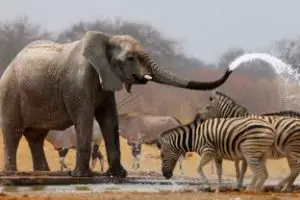 african bush elephant facts