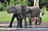 african forest elephant facts
