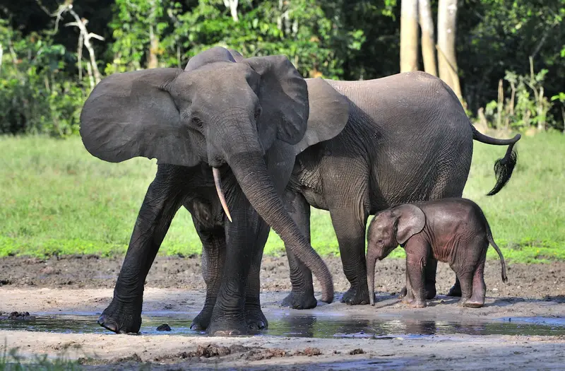 African Forest Elephant Facts for Kids • KidsAnimalsFacts.com