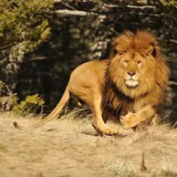 barbary lion facts for kids