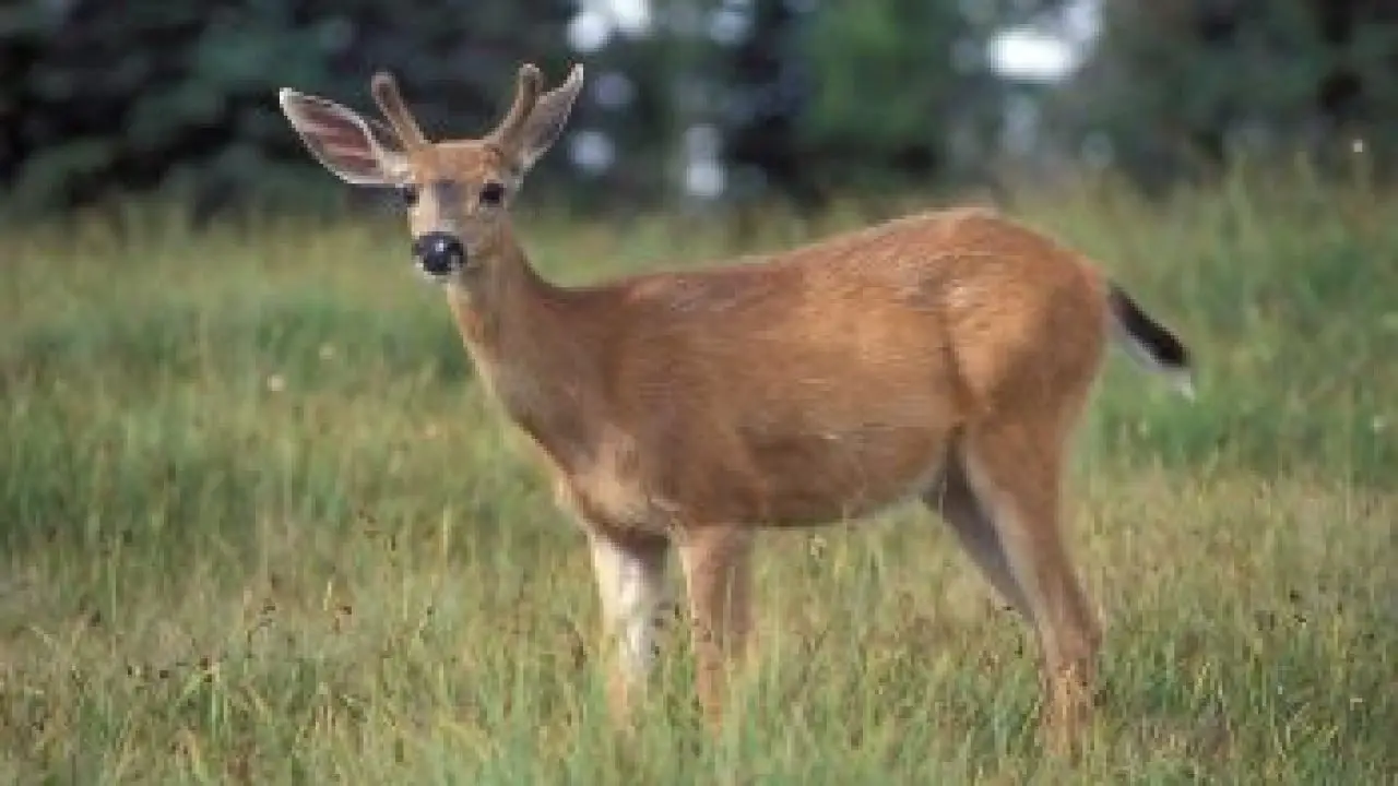 white tailed deer facts for kids