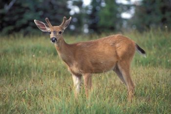 fun facts about deer for kids