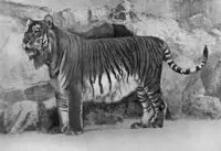 caspian tiger facts for kids