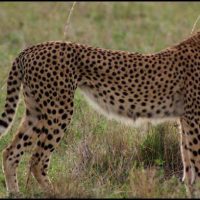 cheetah facts for kids
