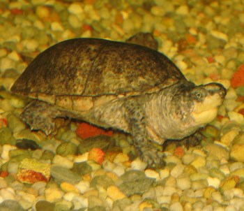 Musk Turtle Facts