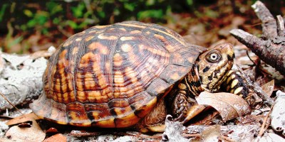 Eastern Box Turtle Facts