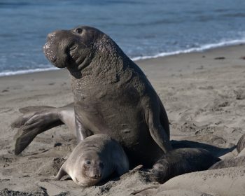 Elephant Seal Facts