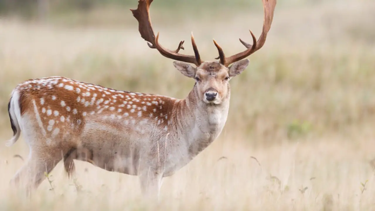 fallow deer facts