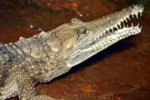 freshwater crocodile facts