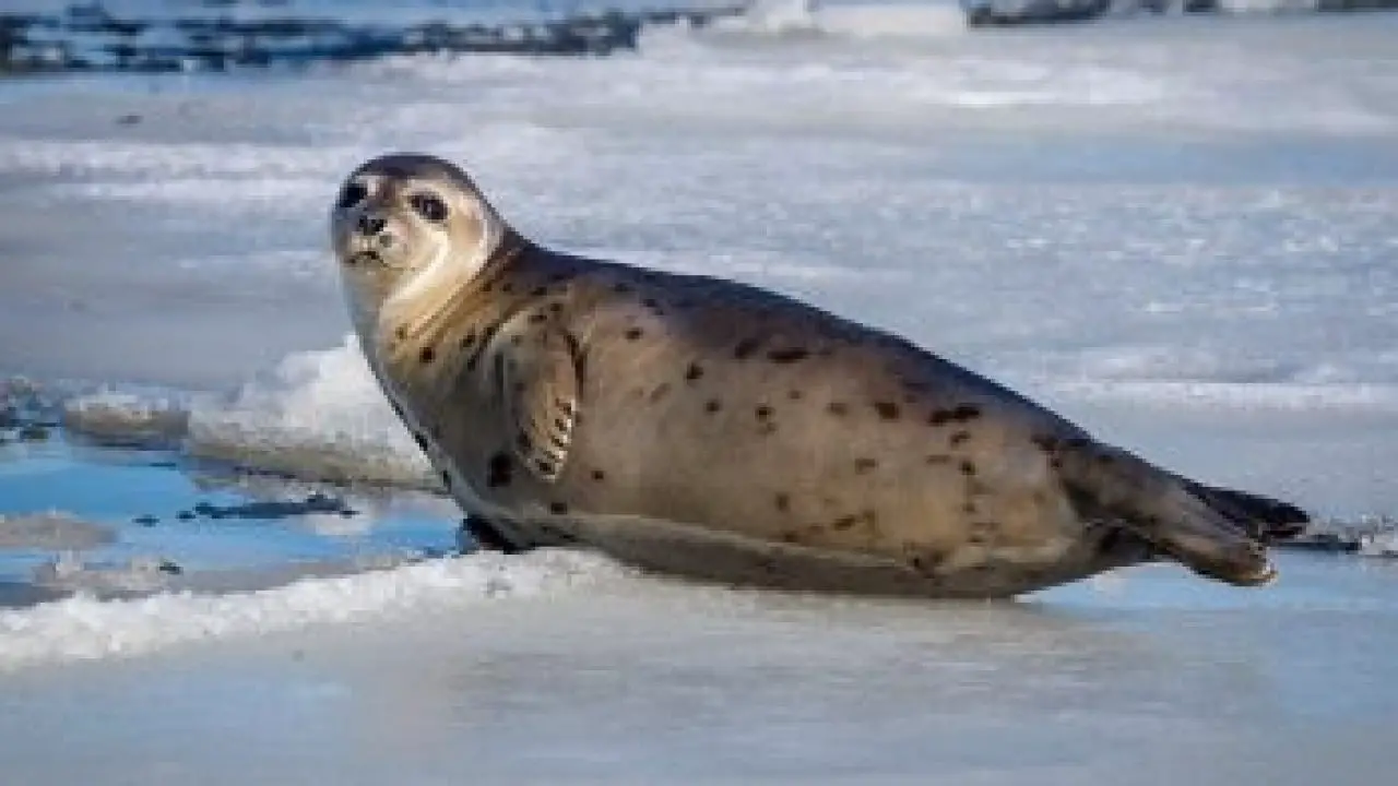 Harbor Seal Facts For Kids | Kids Matttroy