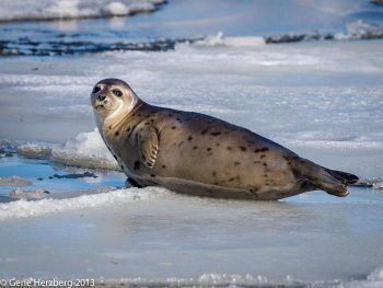 harp seal eating fish