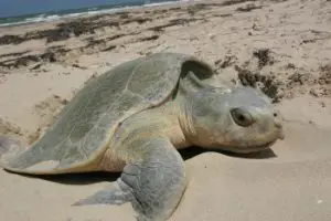 kemps ridley sea turtle