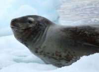 Leopard Seal Facts for Kids - Leopard Seal Fun Facts & Information