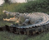 Nile Crocodile Facts for Kids • Kids Animals Facts