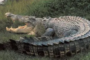 nile crocodile facts