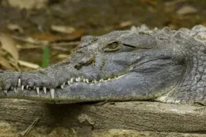 orinoco crocodile facts