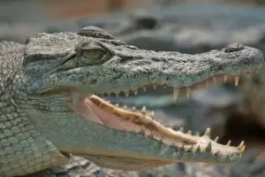 philippine crocodile facts