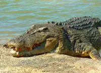 saltwater crocodile facts for kids