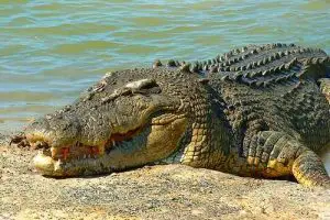 saltwater crocodile facts for kids