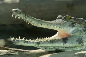 slender snouted crocodile facts