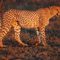 south african cheetah facts for kids