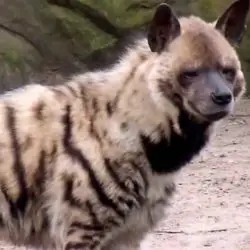 striped hyena facts for kids