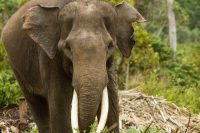 Sumatran Elephant Facts • Kids Animals Facts