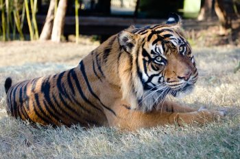 Sumatran Tiger Facts for Kids • Kids Animals Facts