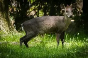 tufted deer facts