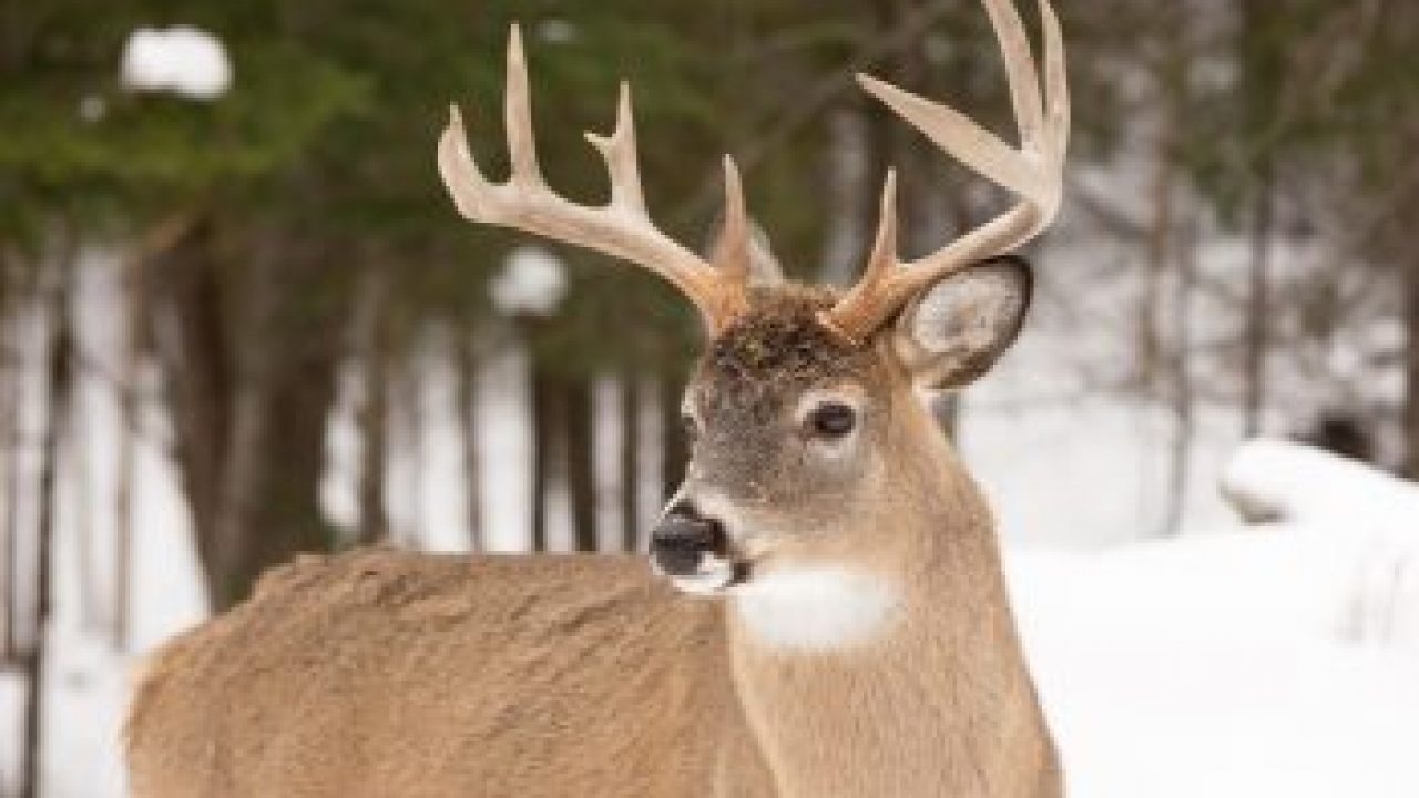 White Tailed Deer Fun Facts 