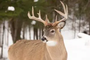 white tailed deer facts