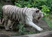 white tiger facts for kids