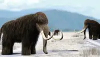 woolly mammoth facts
