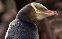 yellow-eyed penguin facts