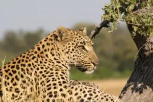 african leopard facts