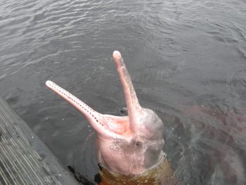 Amazon River Dolphin Facts Pink River Dolphin Fun Facts Information