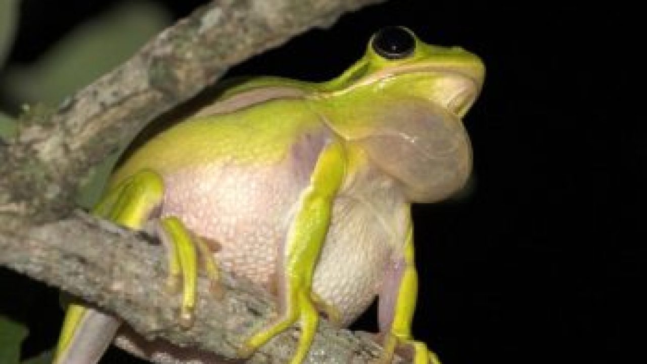 American Green Tree Frog Facts