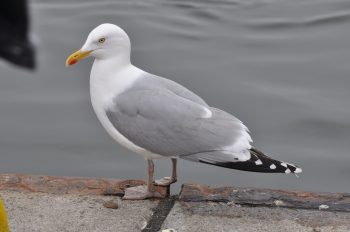 Herring Gull Facts - Interesting Facts and Information